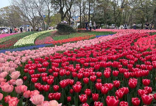 お花畑の写真